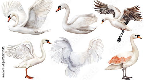 Fototapeta Naklejka Na Ścianę i Meble -  A collection of elegant swans hand-painted in soft watercolor style, showing various poses of the birds on white background