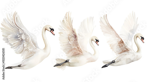 Fototapeta Naklejka Na Ścianę i Meble -  A collection of elegant swans hand-painted in soft watercolor style, showing various poses of the birds on white background
