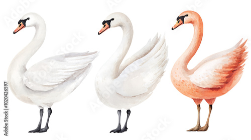 A collection of elegant swans hand-painted in soft watercolor style, showing various poses of the birds on white background photo