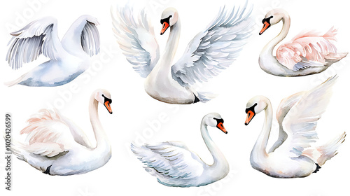 Fototapeta Naklejka Na Ścianę i Meble -  A collection of elegant swans hand-painted in soft watercolor style, showing various poses of the birds on white background