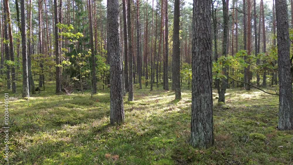 Sunny day in the forest, autumn in the forest, drone flight. Peaceful forest trees with sunlight. Forest in light. Sunny day in the forest, autumn in the forest, drone flight. Peaceful forest trees with sunlight. Forest in light.