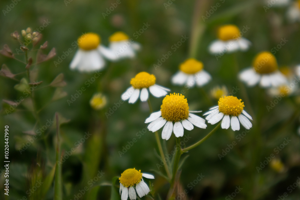 Fototapeta premium Lush Green Field of Wild Chamomiles in Bloom, Close-Up View of White Petals and Yellow Centers in Natural Meadow Setting