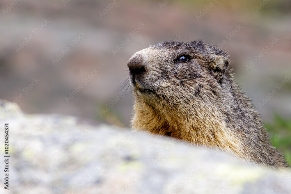 portrait de marmotte des Alpes portrait de marmotte des Alpes