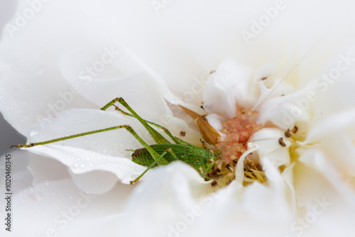 sauterelle verte dans une rose blanche photo