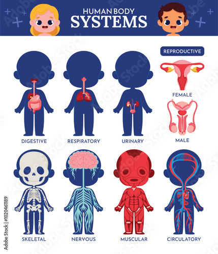 Illustration of Human Body Systems for Education
