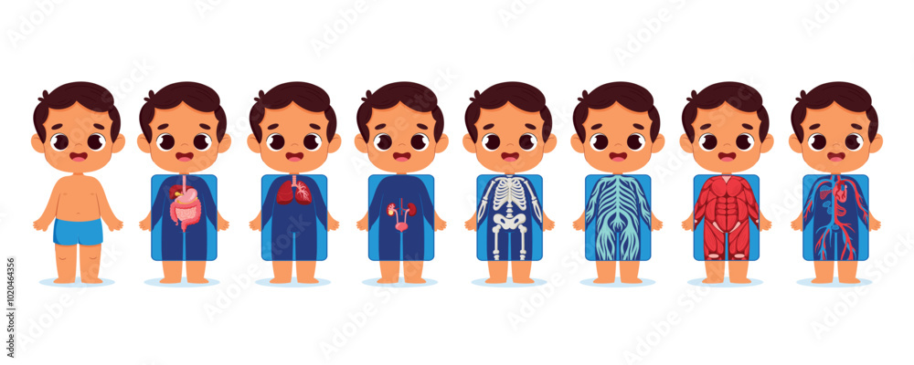 Cartoon Boy Anatomy Illustrations for Education Cartoon Boy Anatomy Illustrations for Education