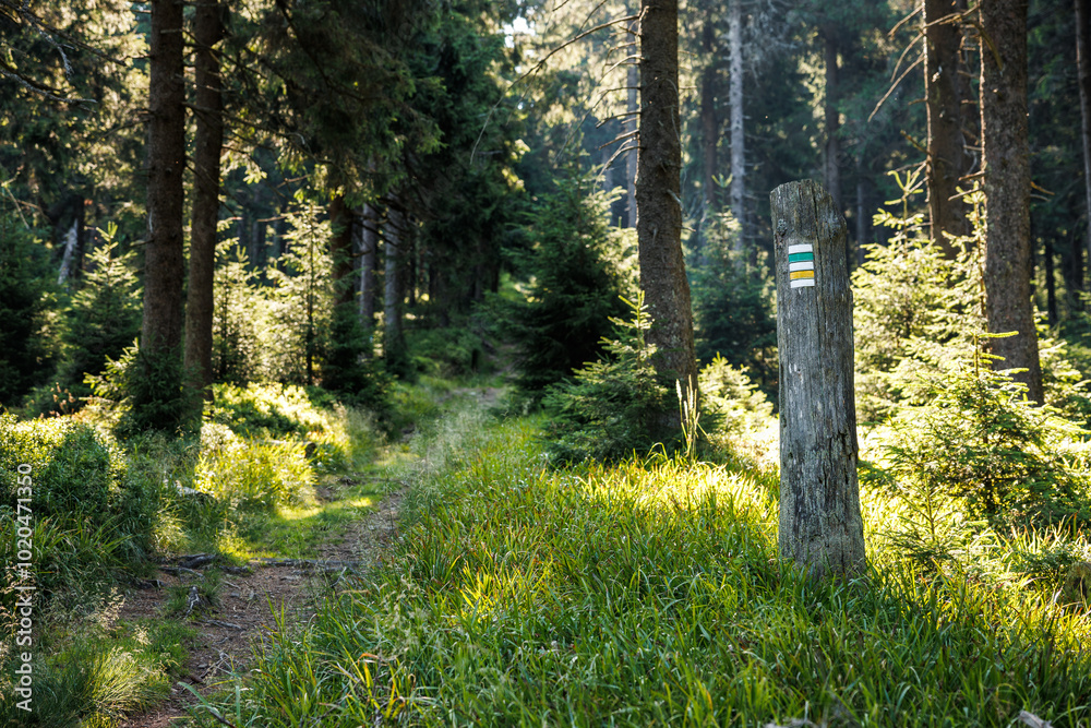 Fototapeta premium Footpath through forest marked by hiking trail sign painted at tree trunk
