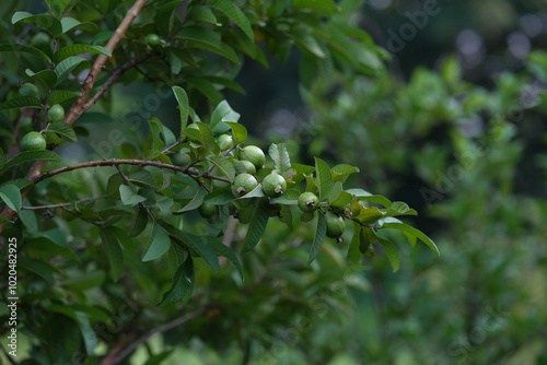 Guava is a fruit that is full of many vitamins. It helps nourish the skin to be beautiful and clear. It is high in dietary fiber, making it suitable for those who are trying to lose weight.