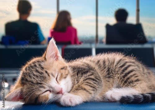 Adventures in Slumber: The Kitten’s Journey