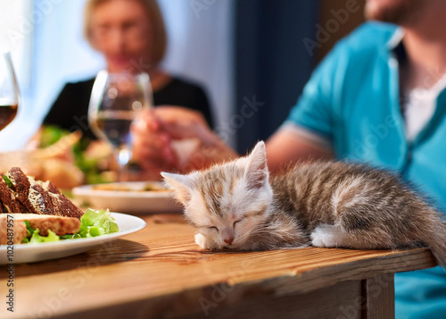 Adventures in Slumber: The Kitten’s Journey