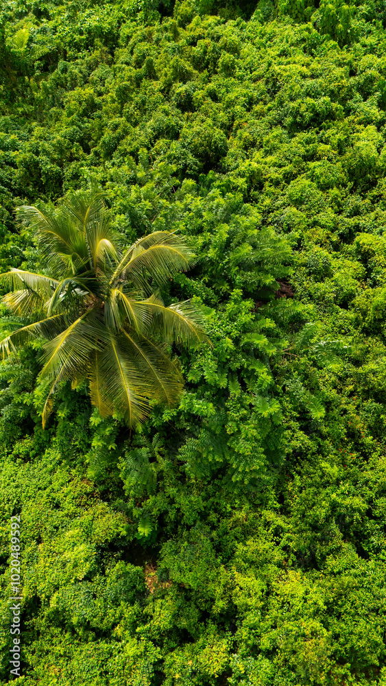 Fototapeta premium Lush greenery of Sri Lanka's tropical landscape. A vibrant view of dense foliage in Sri Lanka showcases the country's rich biodiversity and thriving plant life under bright sunlight.