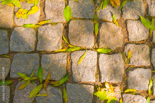 closeup stony road with red dry autumn leaves, urban street background photo