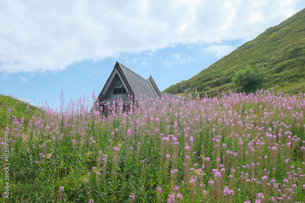 wooden hut in the mountains across sky across the purple wildflowers from beneath. Mountain La Nuda, Appenino-Tosco emiliano, Emilia-Romagna, Italy