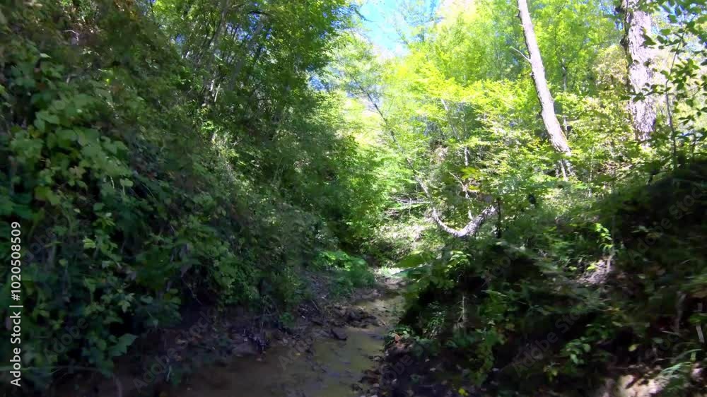 Flying over a forest stream on a FPV drone on a sunny summer day Flying over a forest stream on a FPV drone on a sunny summer day