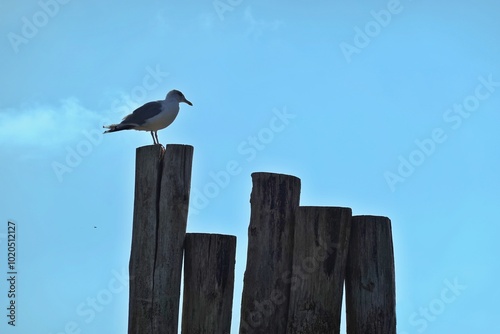 Möwe auf Pfählen photo