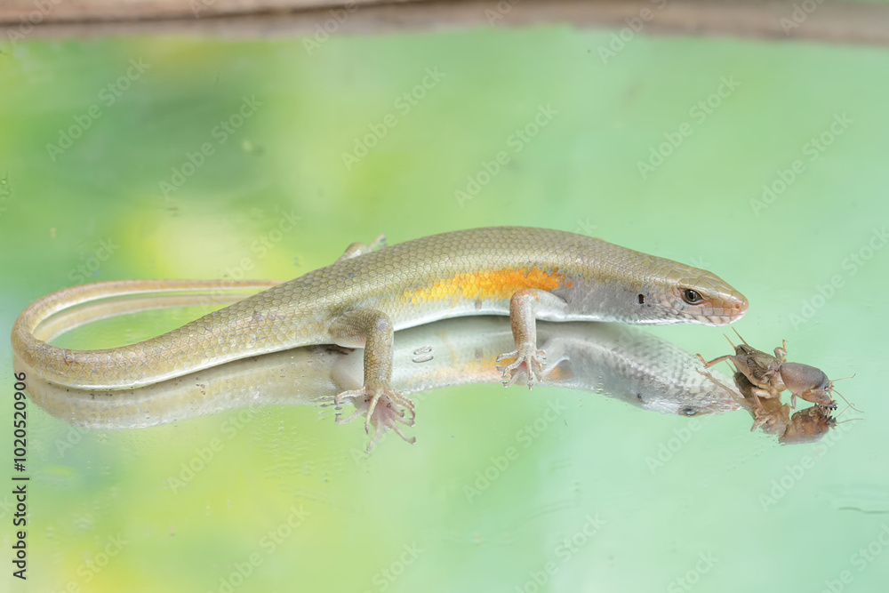 Fototapeta premium A common sun skink preying on a mole cricket. This reptile has the scientific name Mabouya multifasciata.