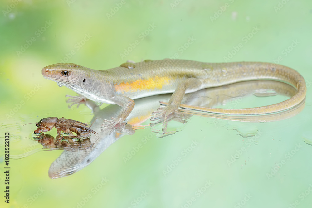 Fototapeta premium A common sun skink preying on a mole cricket. This reptile has the scientific name Mabouya multifasciata.