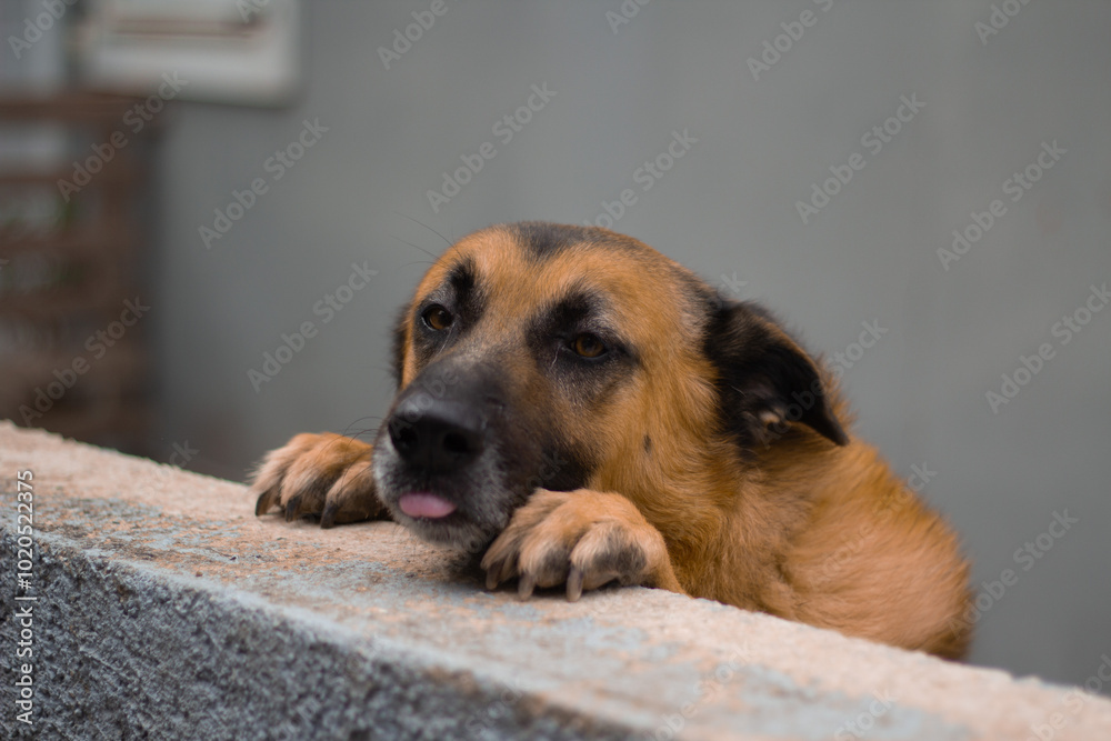 A majestic German Shepherd standing proudly in a Greek countryside setting.This image captures the spirit of a noble working dog in a peaceful, rural environment, showcasing both strength and serenity A majestic German Shepherd standing proudly in a Greek countryside setting.This image captures the spirit of a noble working dog in a peaceful, rural environment, showcasing both strength and serenity