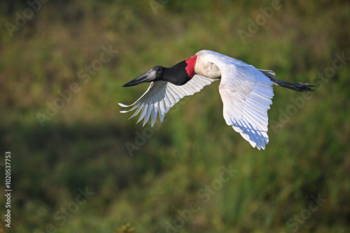 Jabiru Stork Flying in Its Natural Habitat