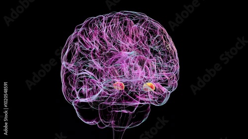Human brain with highlighted amygdala, responsible for emotion processing, fear response, and memory formation, 3D animation.