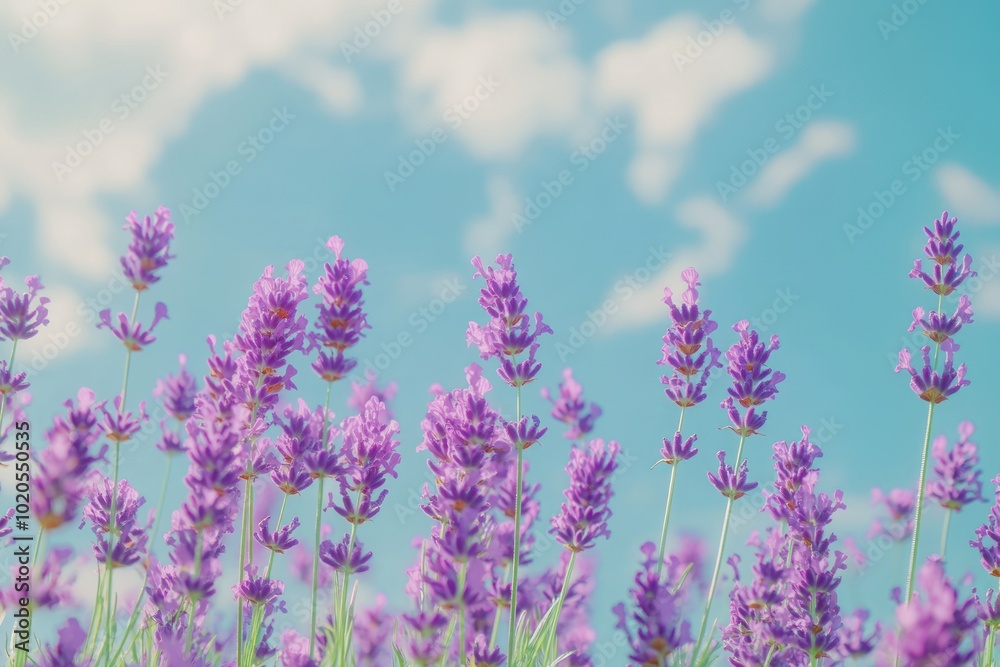 Naklejka premium Purple Lavender Flowers Blooming Against a Soft Blue Sky