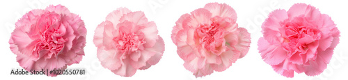 Four delicate pink carnations on a white isolated background, showcasing their soft petals and vibrant color.