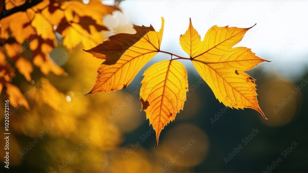 Fall season. Colorful autumn leaves against blurred background Fall season. Colorful autumn leaves against blurred background