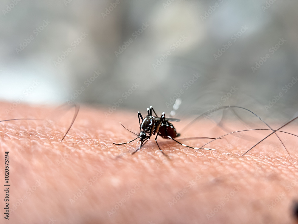 Close up of mosquitoes sucking blood in the human body Close up of mosquitoes sucking blood in the human body