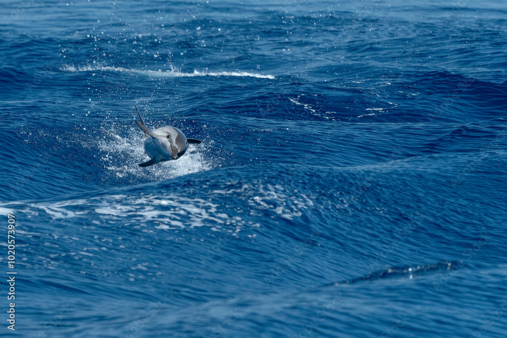 striped dolphin, Stenella coeruleoalba, wild and free jumping in mediterranean Sea striped dolphin, Stenella coeruleoalba, wild and free jumping in mediterranean Sea