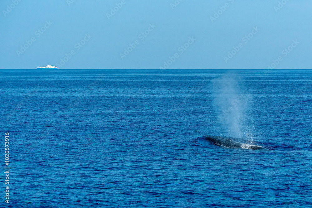 A Balaenoptera physalus, the common fin whale navigates in front of the coast of Imperia Italy during it's migration to Ligurian sea. A Balaenoptera physalus, the common fin whale navigates in front of the coast of Imperia Italy during it's migration to Ligurian sea.