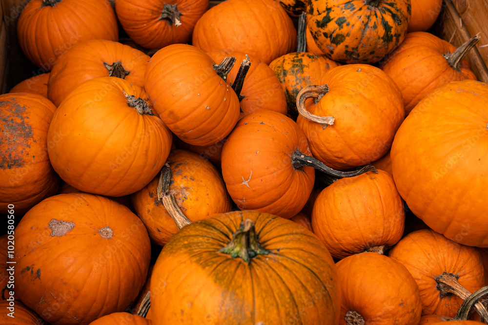 Ingathering.Pumpkins are lying on the table.Lots of pumpkins on market.Halloween Ingathering.Pumpkins are lying on the table.Lots of pumpkins on market.Halloween