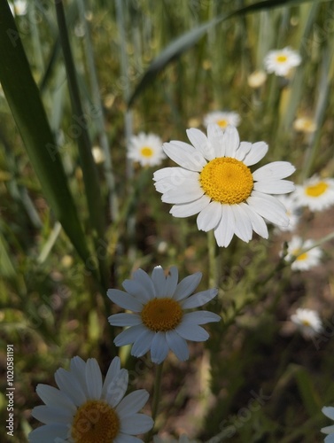 daisies in a field