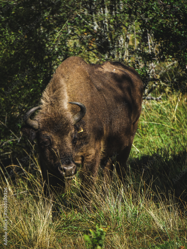 Horned bison partially obscured by tall grass. Its dark coat contrasts with the green vegetation Horned bison partially obscured by tall grass. Its dark coat contrasts with the green vegetation