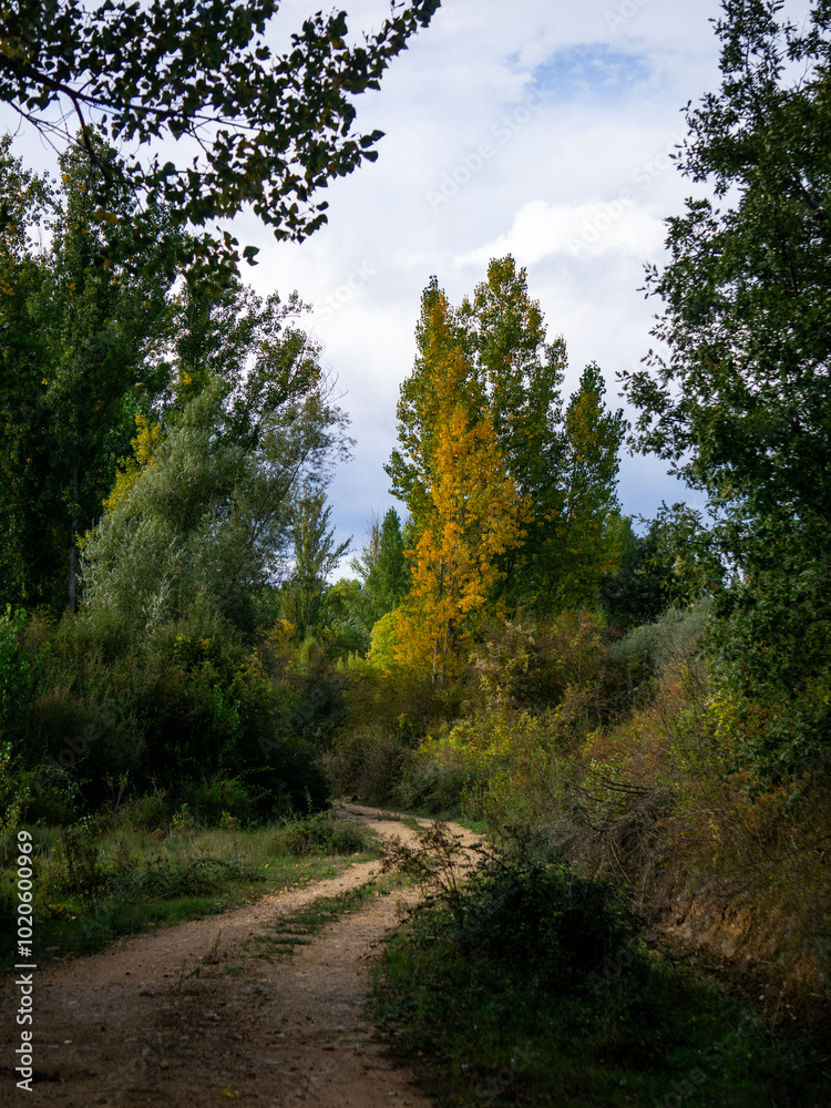 Fototapeta premium Dirt road going into the forest in autumn on a partially cloudy day 