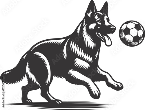 black and white dog