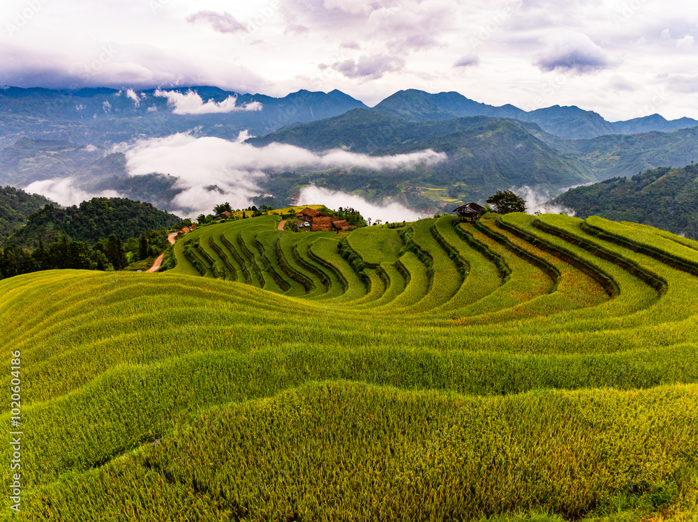 Drone aerial view of rice terrace field in harvest season,Green agricultural fields in countryside at northern Vietnam Drone aerial view of rice terrace field in harvest season,Green agricultural fields in countryside at northern Vietnam