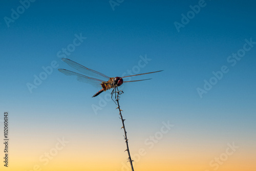 Dragonfly Genus Tramea Saddlebags on plant in Arai hills forest photo