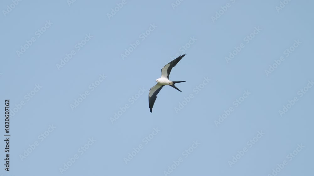 Swallow Tailed Kite Flying Against Blue Sky 2 Swallow Tailed Kite Flying Against Blue Sky 2