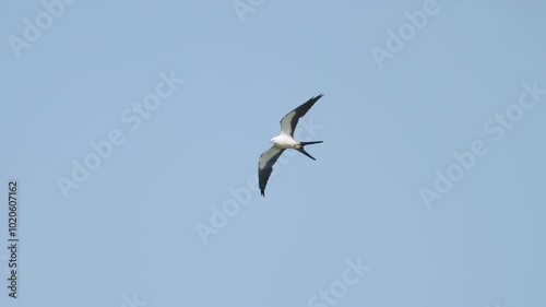 Swallow Tailed Kite Flying Against Blue Sky 2 photo