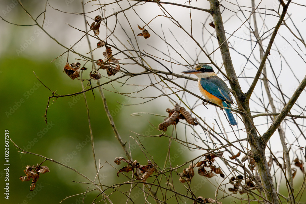 Obraz premium Sacred Kingfisher, Todiramphus sanctus, Australian native bird