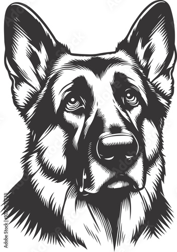 German shepherd dog in different poses on a white background objects silhouette illustration.