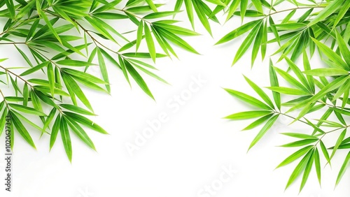 Forced perspective of green bamboo leaves and branch on white background