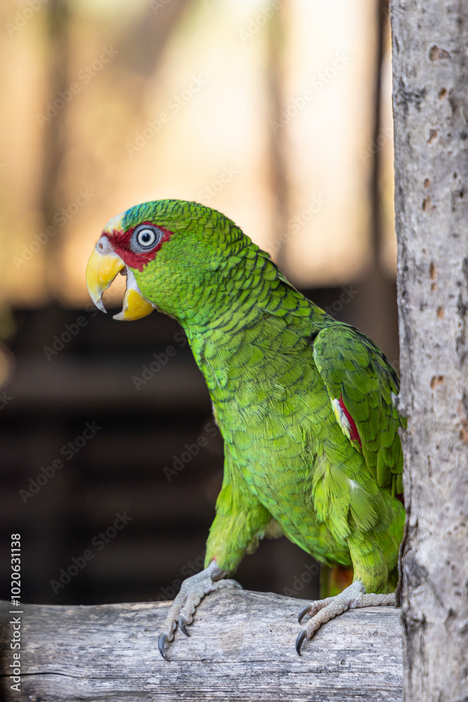 White-fronted amazon (Amazona albifrons) parrot in Las Penitas entrance to Juan Venado island nature reserve in Nicaragua Central America White-fronted amazon (Amazona albifrons) parrot in Las Penitas entrance to Juan Venado island nature reserve in Nicaragua Central America
