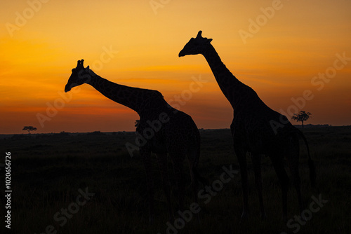 Photography girafe in sunrise