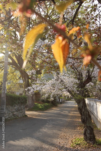 『桜』山口県岩国 サクラ #日本観光　錦帯橋　Kintai Bridge 　 photo