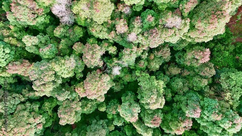 Colorful green trees of Indonesian forest, aerial top down view photo