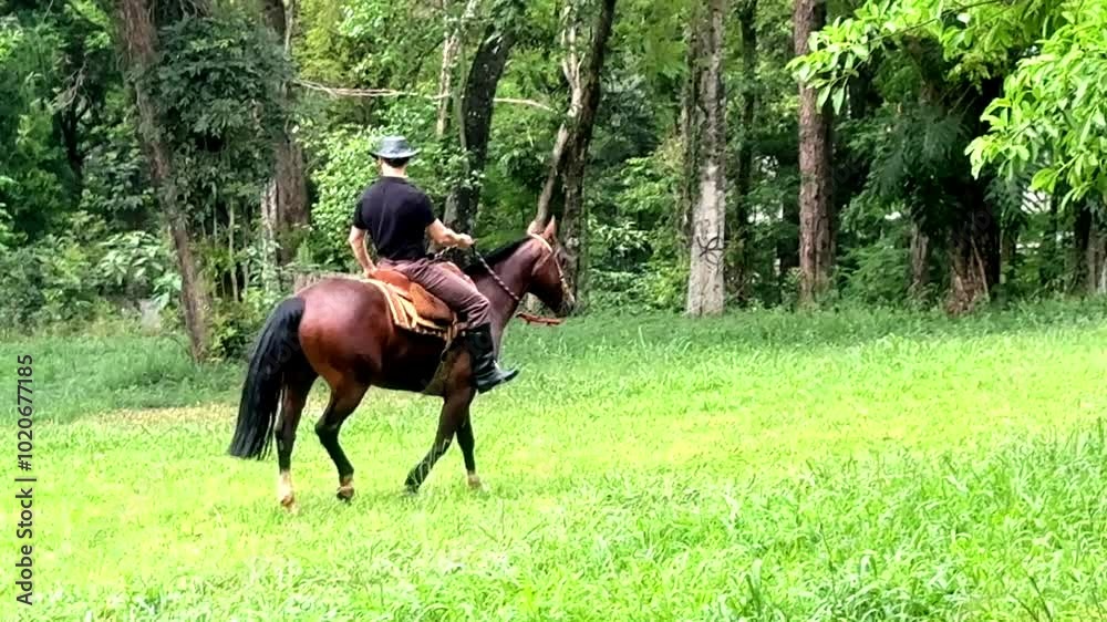 homem cavalga com cavalo na natureza homem cavalga com cavalo na natureza