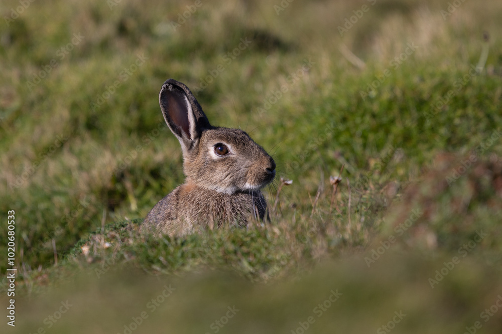 Fototapeta premium Rabbit, Orkney, Scotland