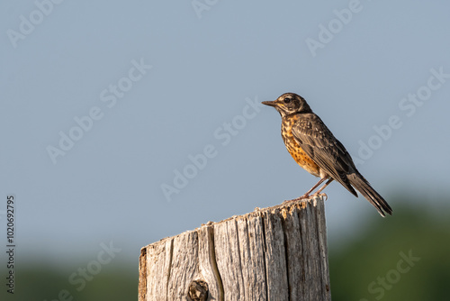 A juvenile robin sits atop a fence post in a rural field in Ontario