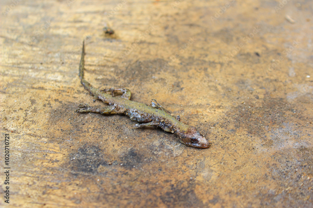 Obraz premium Dead house lizard lying on the sidewalk